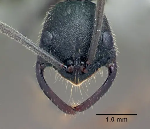 Leptogenys pilaka specimen CASENT0134025 image casent0134025_2