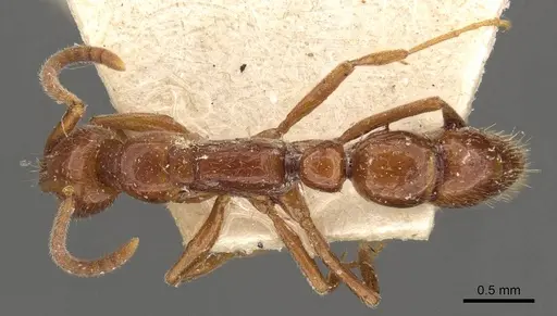 Leptogenys piroskae specimen CASENT0907362 image casent0907362_1