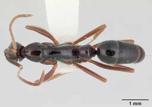 Leptogenys pittieri specimen CASENT0178800 image casent0178800_1