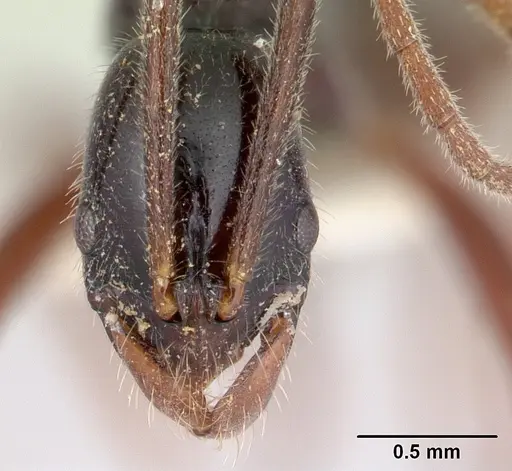 Leptogenys pittieri specimen CASENT0178800 image casent0178800_2