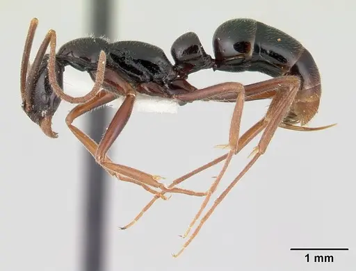 Leptogenys pittieri specimen CASENT0178800 image casent0178800_3