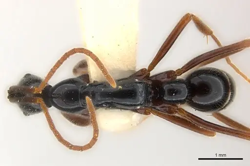 Leptogenys pittieri specimen CASENT0217008 image casent0217008_1