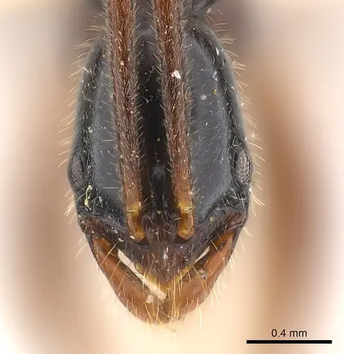 Leptogenys pittieri specimen CASENT0217008 image casent0217008_2