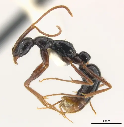 Leptogenys pittieri specimen CASENT0217008 image casent0217008_3