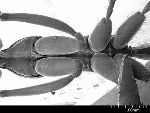 Leptogenys podenzanai specimen ANTWEB1008543 image antweb1008543_1