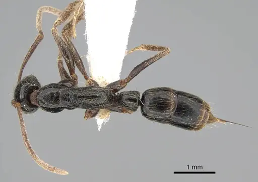 Leptogenys polaszeki specimen CASENT0922261 image casent0922261_1