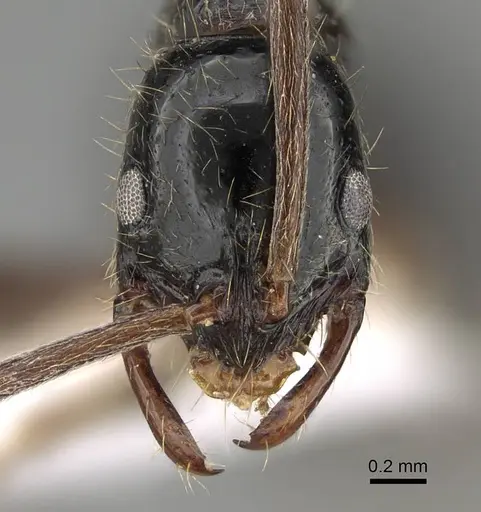 Leptogenys polaszeki specimen CASENT0922261 image casent0922261_2