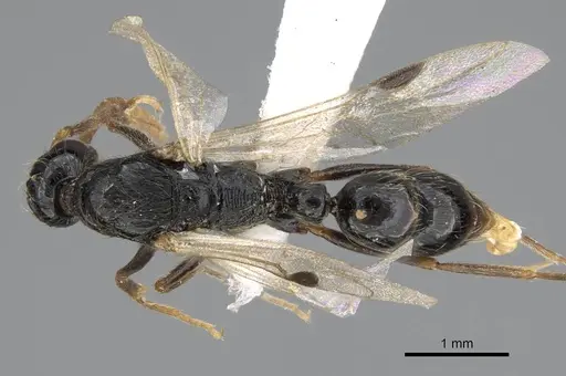Leptogenys polaszeki specimen CASENT0922262 image casent0922262_1