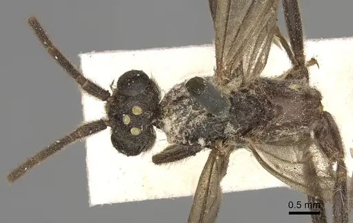 Leptogenys pompiloides specimen CASENT0281941 image casent0281941_1