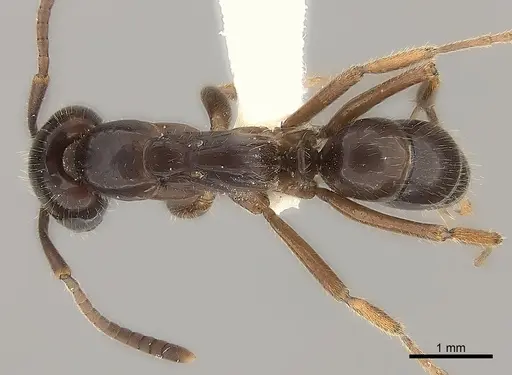 Leptogenys processionalis specimen CASENT0217534 image casent0217534_1