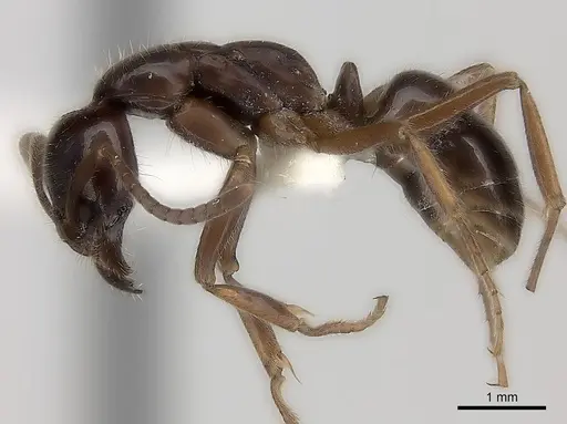Leptogenys processionalis specimen CASENT0217534 image casent0217534_3