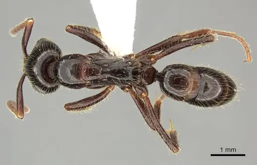 Leptogenys processionalis specimen CASENT0270567 image casent0270567_1