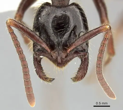 Leptogenys processionalis specimen CASENT0270567 image casent0270567_2
