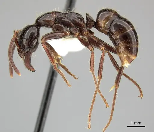 Leptogenys processionalis specimen CASENT0270567 image casent0270567_3