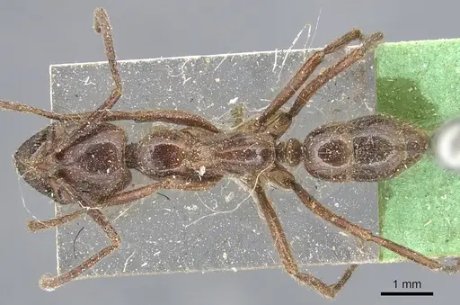 Leptogenys processionalis specimen CASENT0903955 image casent0903955_1