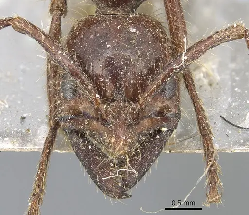 Leptogenys processionalis specimen CASENT0903955 image casent0903955_2