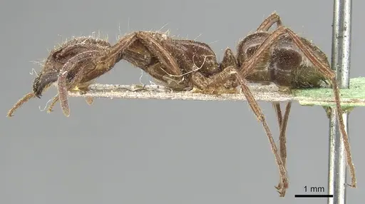 Leptogenys processionalis specimen CASENT0903955 image casent0903955_3