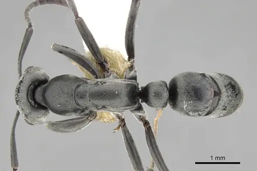 Leptogenys pruinosa specimen CASENT0281920 image casent0281920_1