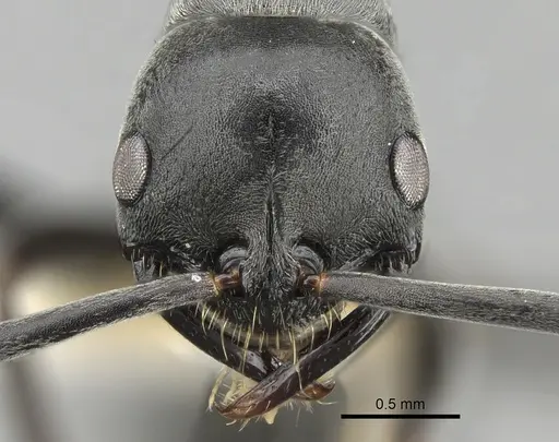 Leptogenys pruinosa specimen CASENT0281920 image casent0281920_2