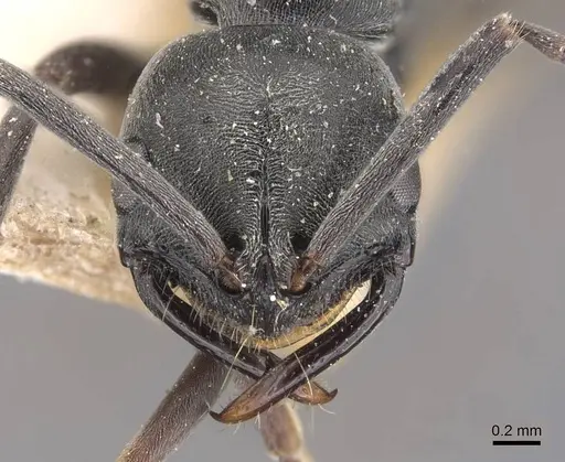 Leptogenys pruinosa specimen CASENT0907337 image casent0907337_2