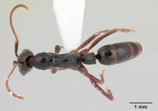 Leptogenys pubiceps specimen CASENT0178777 image casent0178777_1