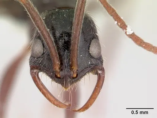 Leptogenys pubiceps specimen CASENT0178777 image casent0178777_2
