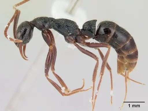 Leptogenys pubiceps specimen CASENT0178777 image casent0178777_3
