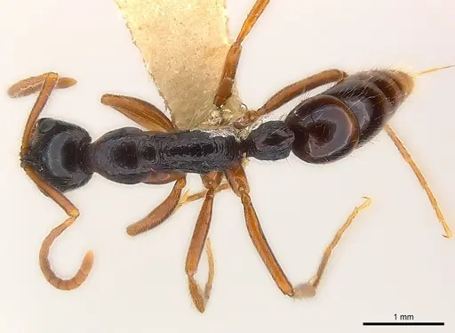 Leptogenys pubiceps specimen CASENT0217025 image casent0217025_1