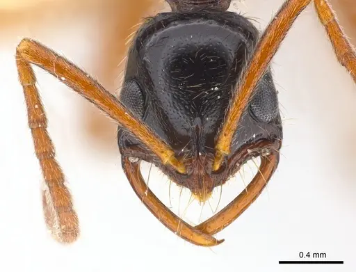 Leptogenys pubiceps specimen CASENT0217025 image casent0217025_2
