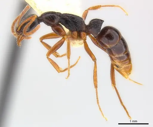 Leptogenys pubiceps specimen CASENT0217025 image casent0217025_4