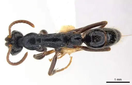 Leptogenys pubiceps specimen CASENT0217026 image casent0217026_1