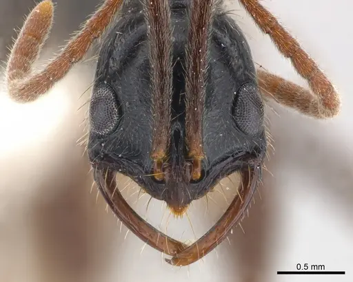 Leptogenys pubiceps specimen CASENT0217026 image casent0217026_2
