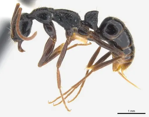 Leptogenys pubiceps specimen CASENT0217026 image casent0217026_3