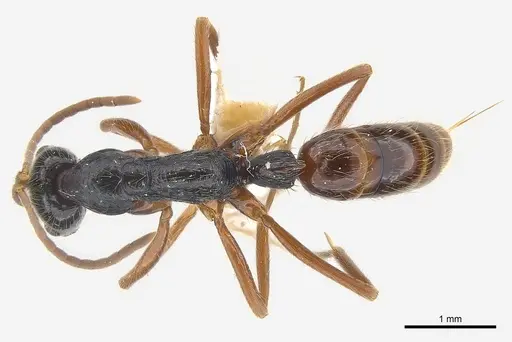 Leptogenys pubiceps specimen CASENT0217027 image casent0217027_2