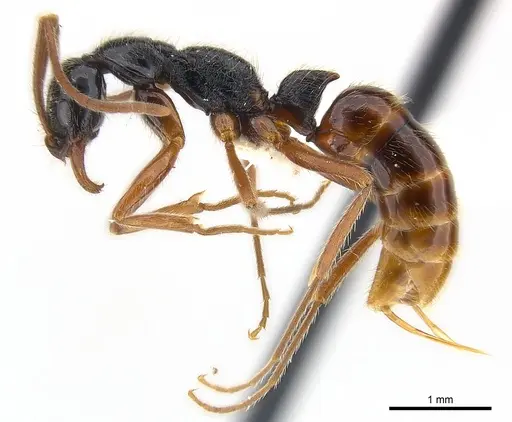 Leptogenys pubiceps specimen CASENT0217027 image casent0217027_5