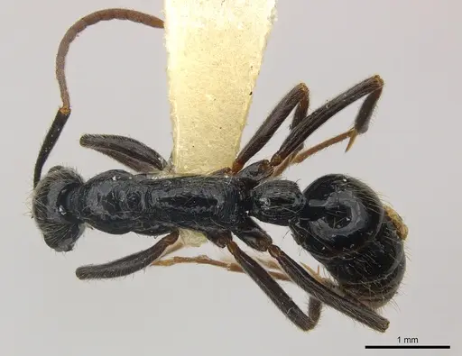Leptogenys pubiceps specimen CASENT0217028 image casent0217028_1