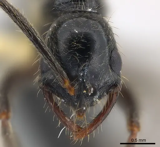 Leptogenys pubiceps specimen CASENT0217028 image casent0217028_2