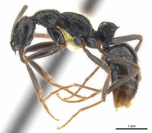 Leptogenys pubiceps specimen CASENT0217028 image casent0217028_3