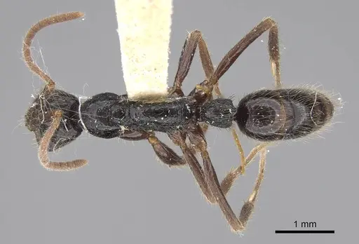 Leptogenys pubiceps specimen CASENT0248759 image casent0248759_1