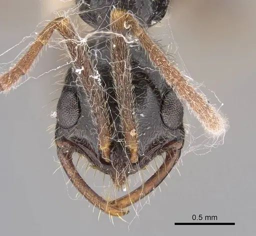 Leptogenys pubiceps specimen CASENT0248759 image casent0248759_2