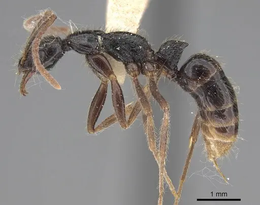 Leptogenys pubiceps specimen CASENT0248759 image casent0248759_3