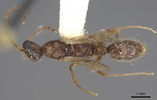 Leptogenys pubiceps specimen CASENT0248760 image casent0248760_1