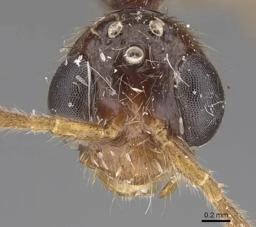 Leptogenys pubiceps specimen CASENT0248760 image casent0248760_2