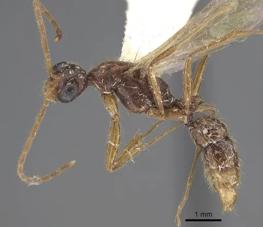 Leptogenys pubiceps specimen CASENT0248760 image casent0248760_3