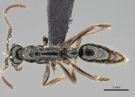 Leptogenys pubiceps specimen CASENT0318516 image casent0318516_1