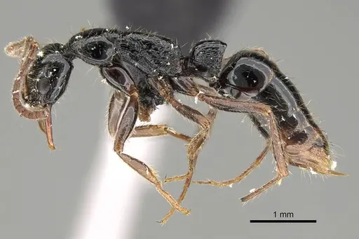 Leptogenys pubiceps specimen CASENT0318516 image casent0318516_3