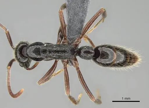 Leptogenys pubiceps specimen CASENT0729638 image casent0729638_1