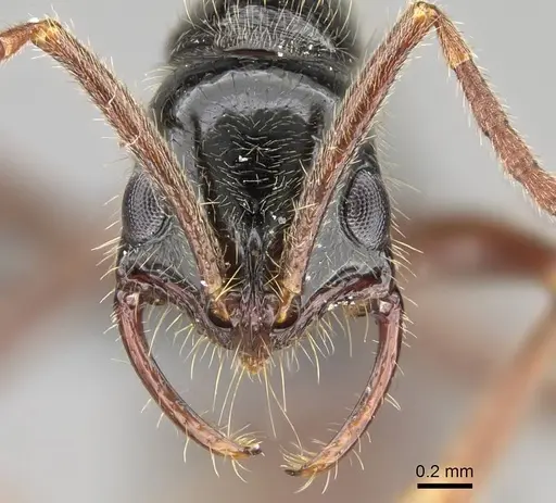 Leptogenys pubiceps specimen CASENT0729638 image casent0729638_2