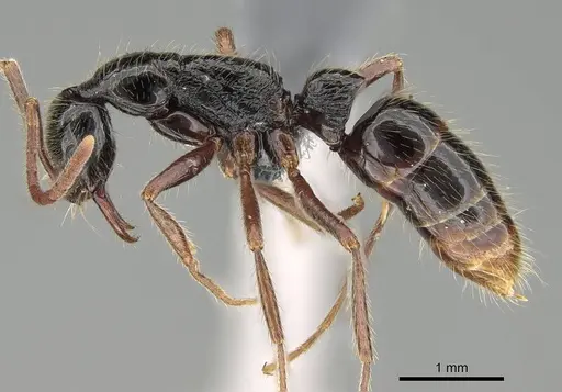 Leptogenys pubiceps specimen CASENT0729638 image casent0729638_3