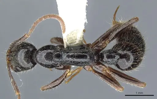 Leptogenys pubiceps specimen CASENT0903969 image casent0903969_1